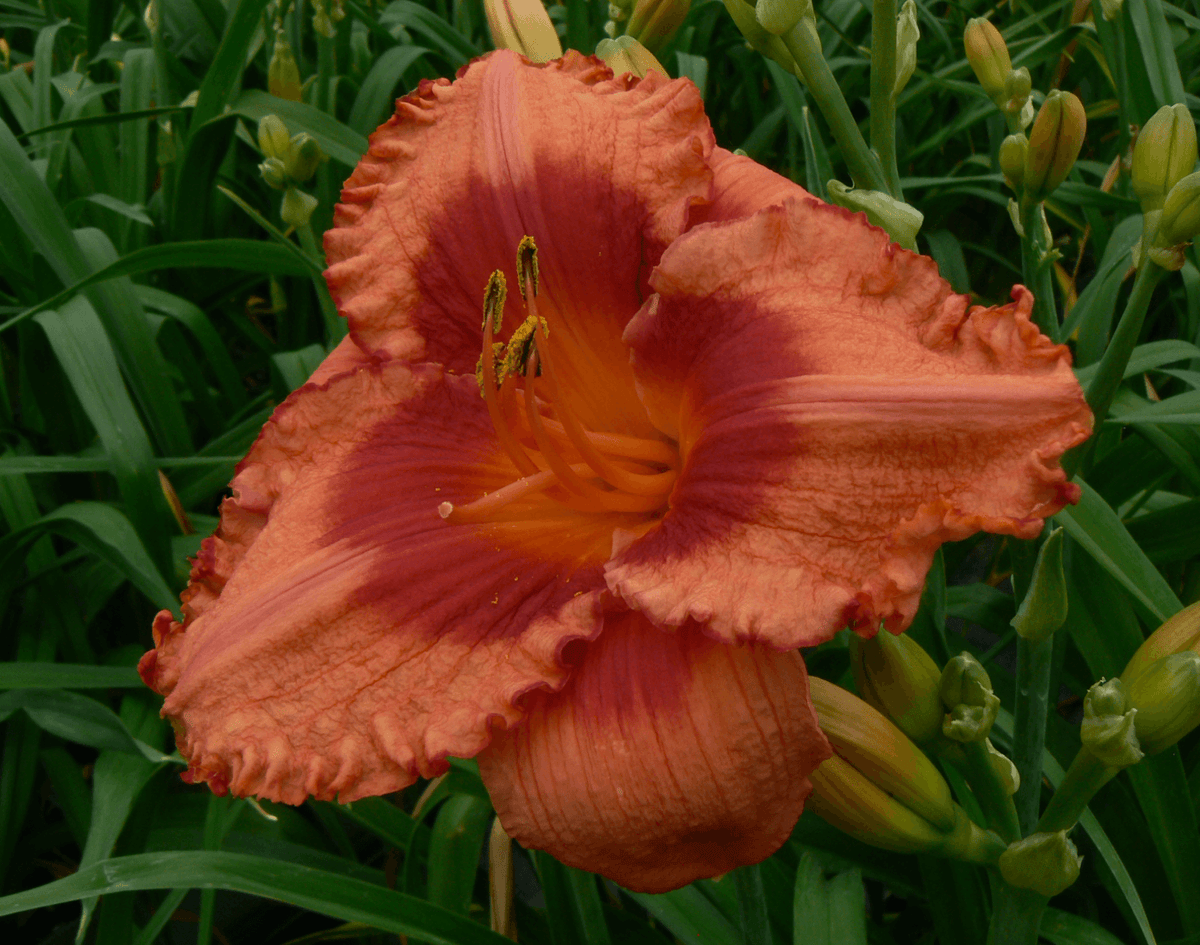 Holiday Song Daylily