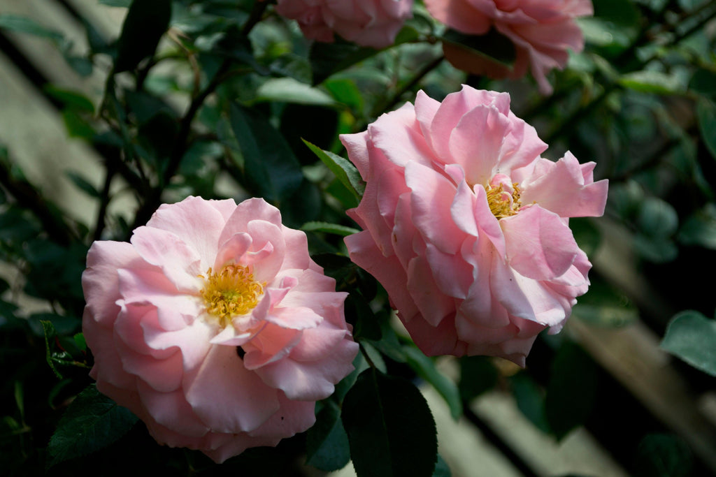 Sexy Rexy Floribunda Rose - Sheridan Nurseries