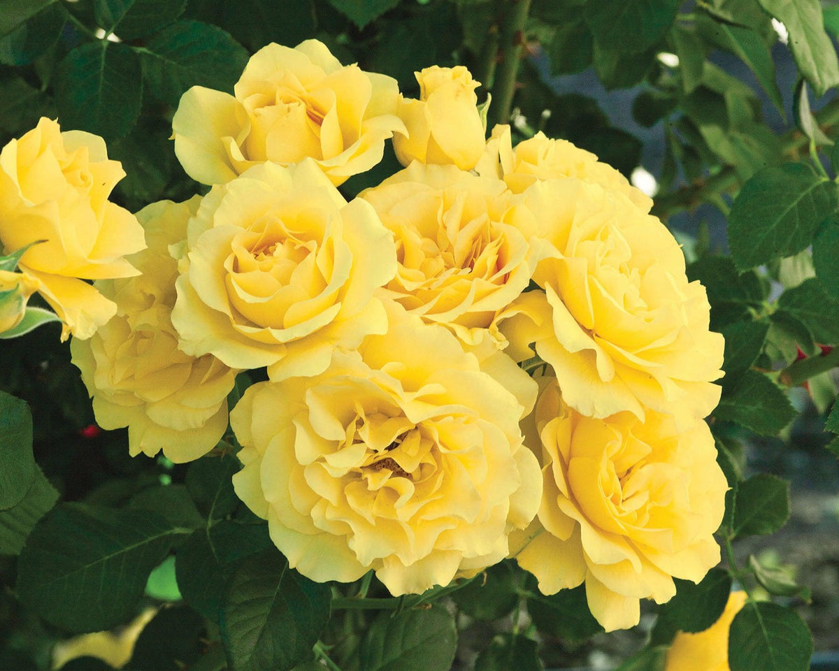 The blooms of the Sparkle &amp; Shine Rose are a sight to behold, with their brighter and longer-lasting yellow color that exudes cheerfulness and radiance. Not only are the flowers bigger and more fragrant, but they also offer a delightful scent that adds to their allure. 