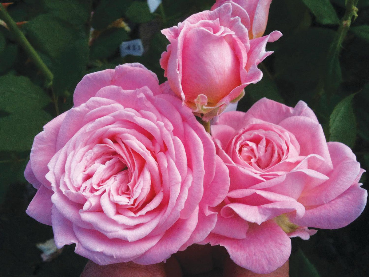 Unfurl Roses Summer Romance Floribunda Rose - Sheridan Nurseries