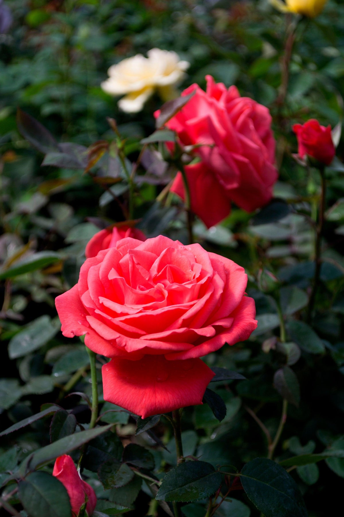 Tropicana Hybrid Tea Rose