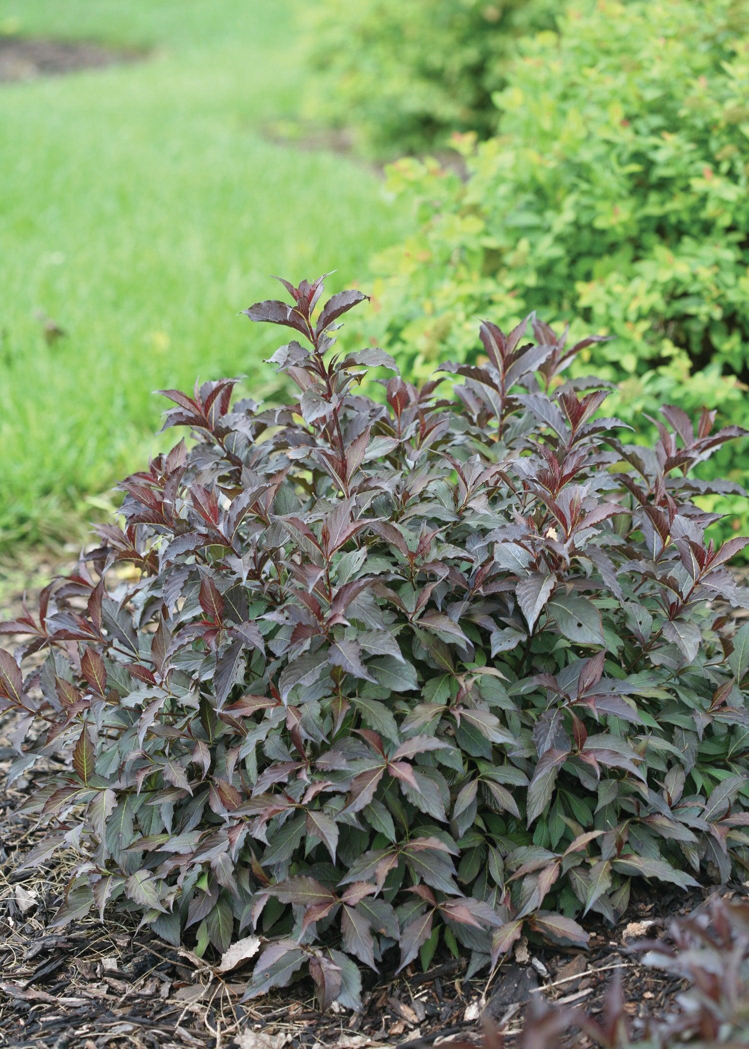 Spilled Wine® Old Fashioned Weigela PW®