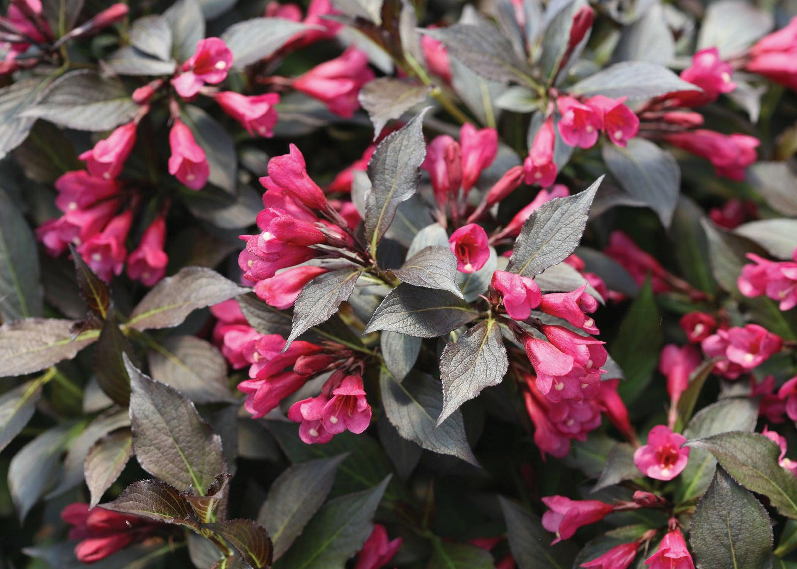 Spilled Wine® Old Fashioned Weigela PW®