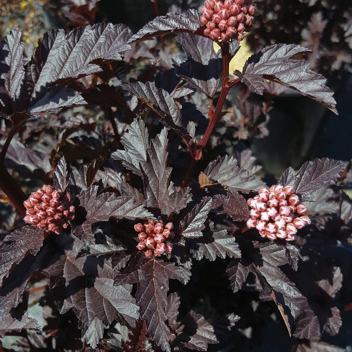 Bloomin' Easy® Panther® Ninebark