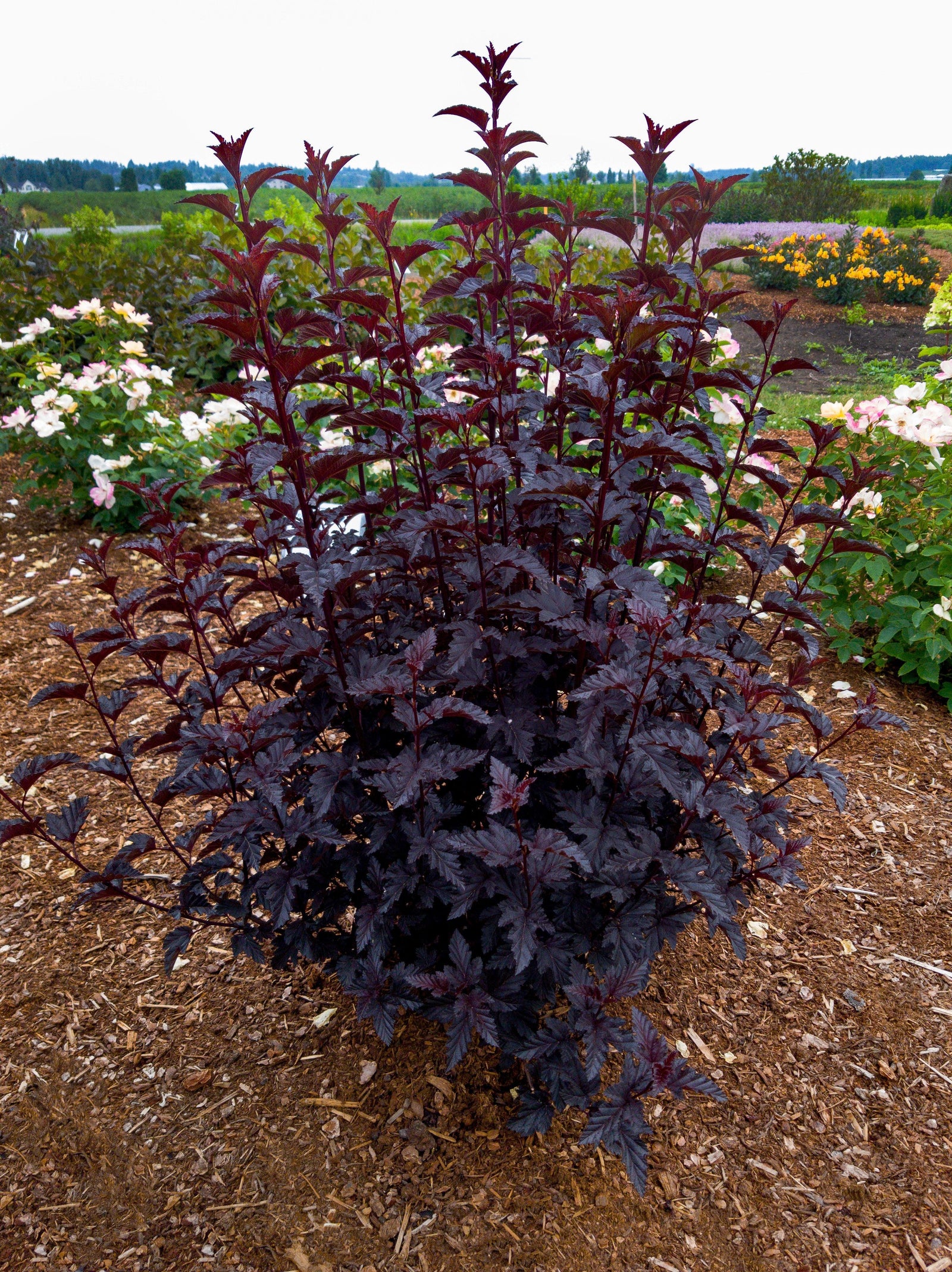 Bloomin' Easy® Panther® Ninebark