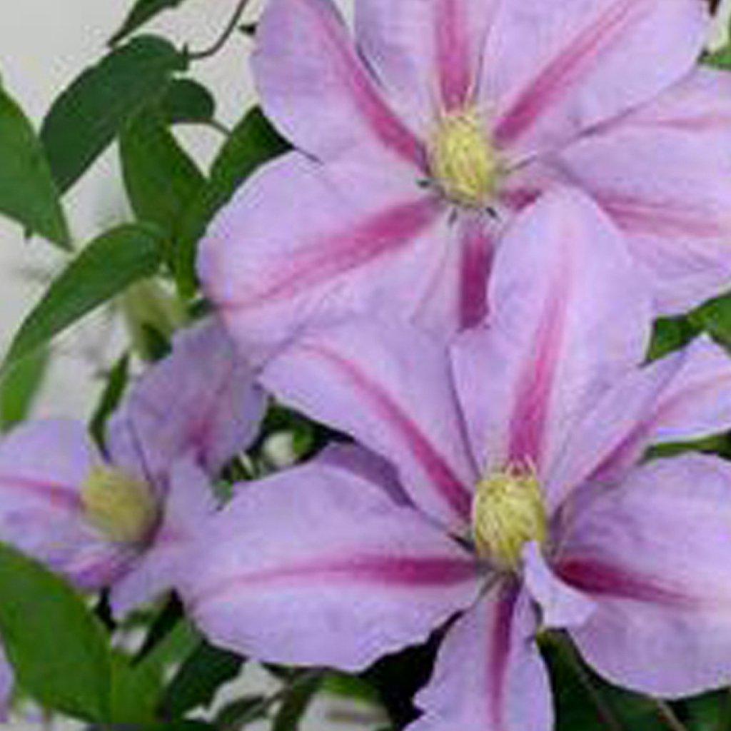 Volunteer™ Clematis RE